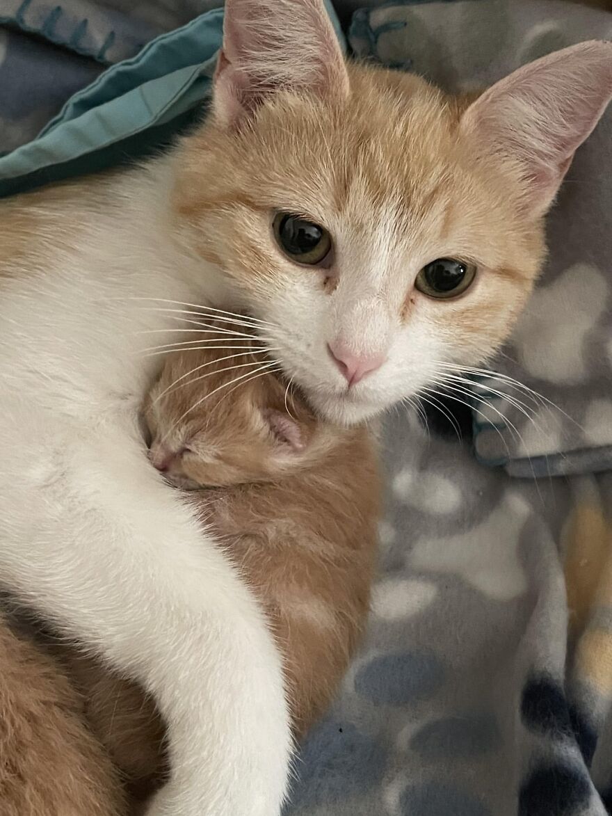 Ginger and white cat cuddling with a kitten, embodying feline grace and beauty.