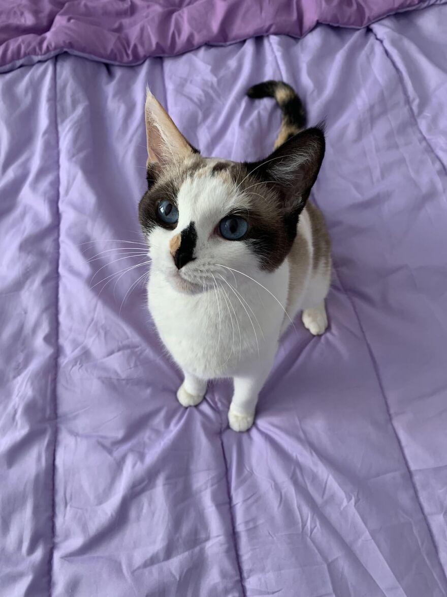 Blue-eyed cat posing gracefully on a purple bedspread, embodying the elegance of feline super models.