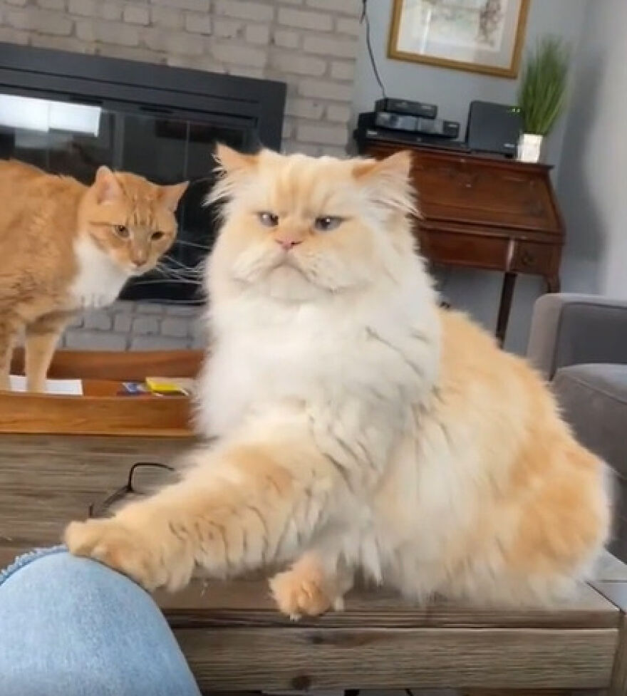 Two fluffy cats posing on a table, resembling super models with confident expressions.