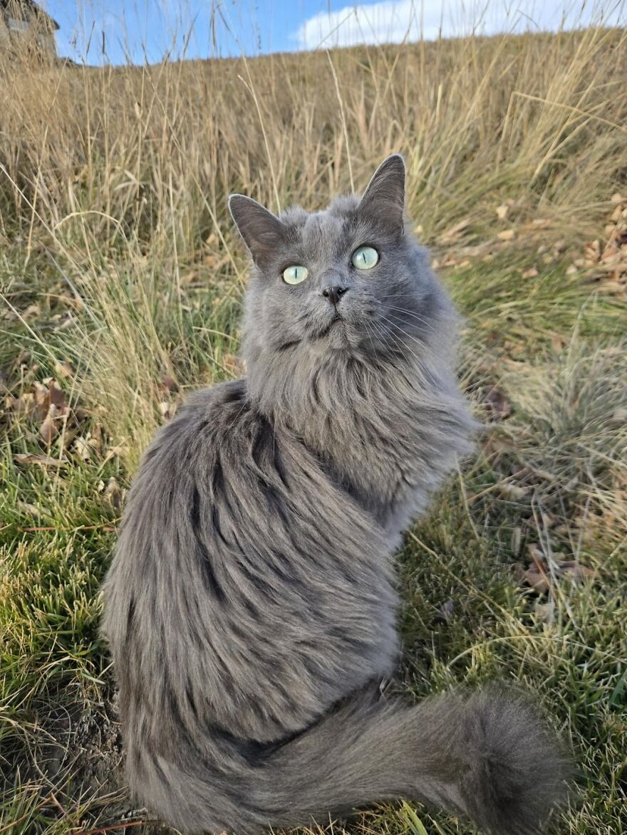 Fluffy gray cat posing elegantly in a field, embodying super model vibes under a clear blue sky.