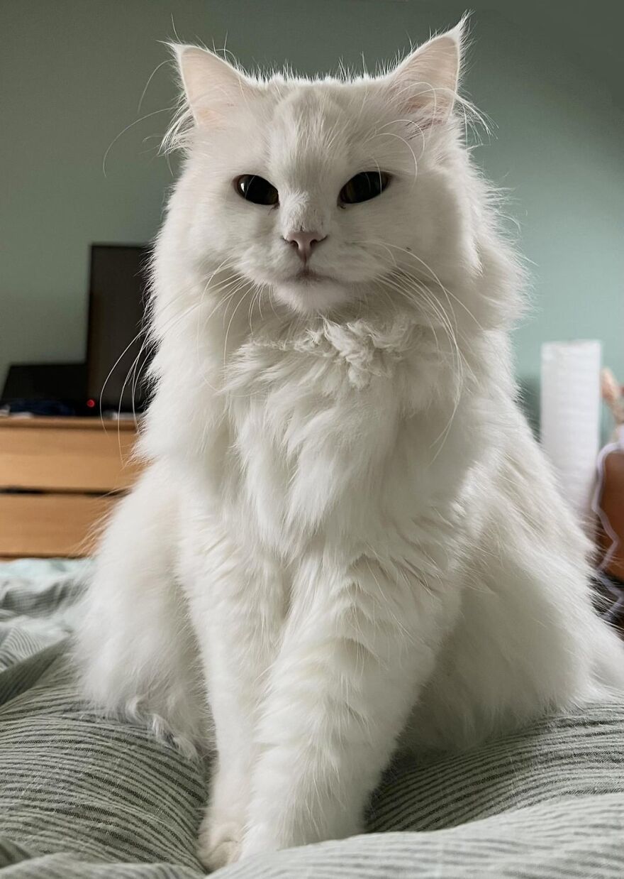 Fluffy white cat posing elegantly on a bed, highlighting its model-like features.