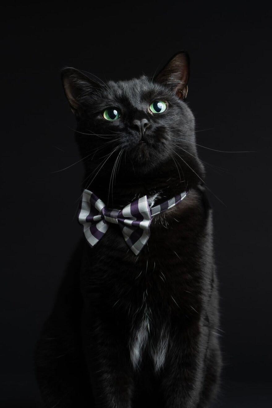 Sleek black cat wearing a striped bow tie, posing elegantly on a dark background. Perfect feline super model.