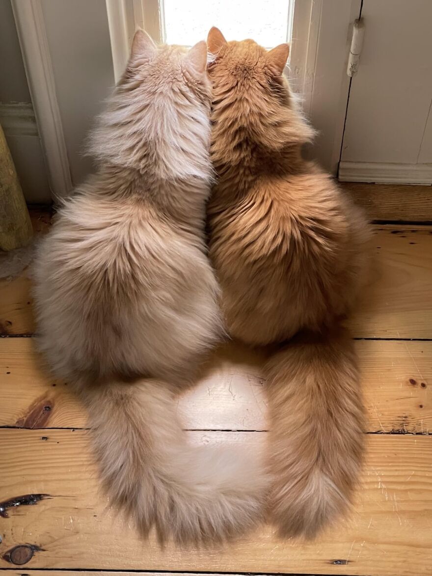 Two fluffy cats, resembling super models, sitting together and looking out a sunlit window.