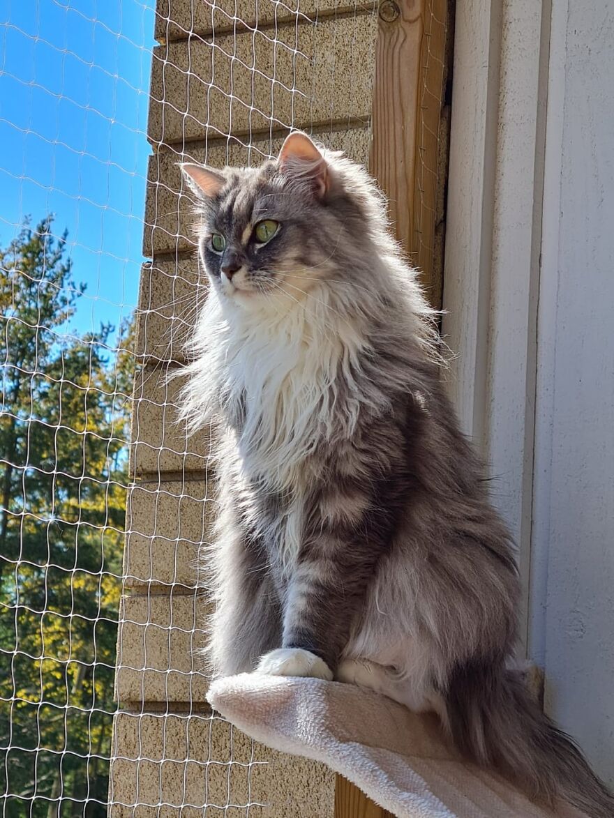 Fluffy cat posing majestically on a perch by a mesh fence, embodying cat supermodel elegance.