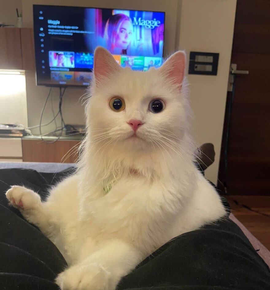 White cat with heterochromia posing like a super model on a bed in front of a TV.