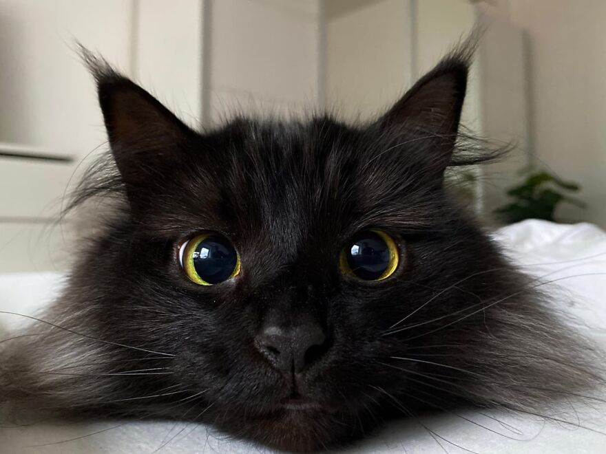 Black cat with striking eyes, front view, posing like a super model.