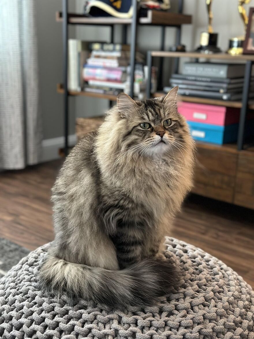 Fluffy cat posing majestically on a knitted stool in a cozy living room, embodying a super model vibe.