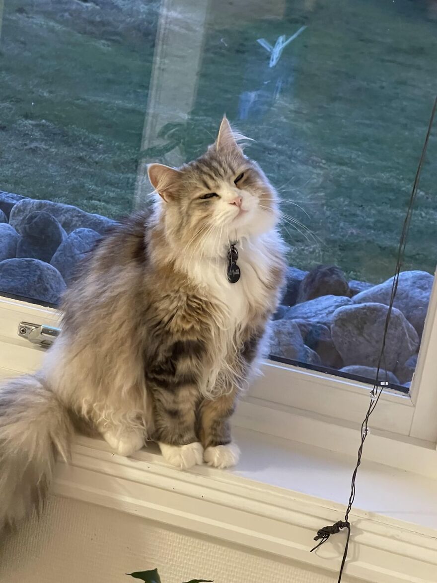 Fluffy cat posing elegantly on a windowsill, showcasing its super model charm.