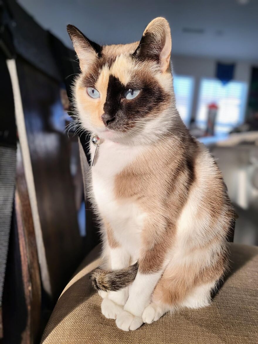 Siamese cat posing in the sunlight, showing off striking blue eyes and unique markings, embodying elegance like super models.