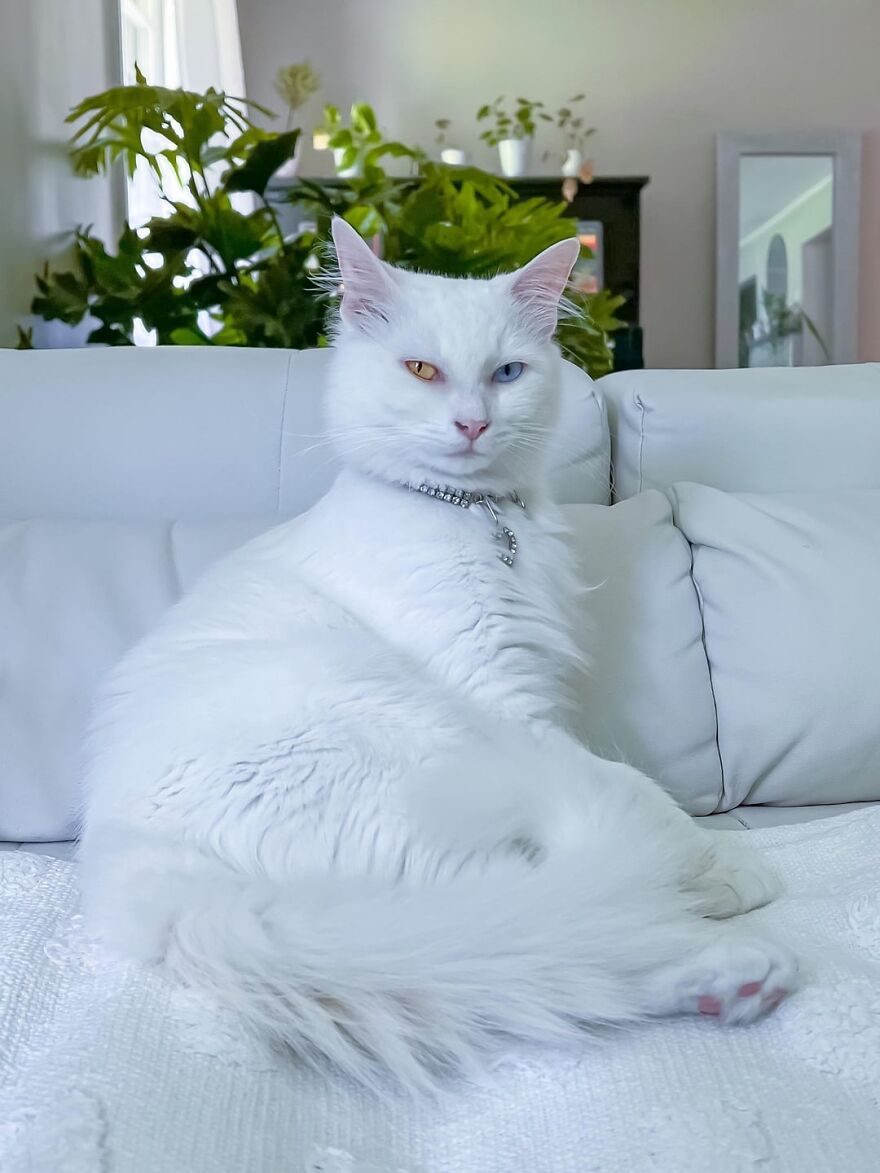 White cat with heterochromia lounging on a white sofa, looking poised and elegant against a background of indoor plants.