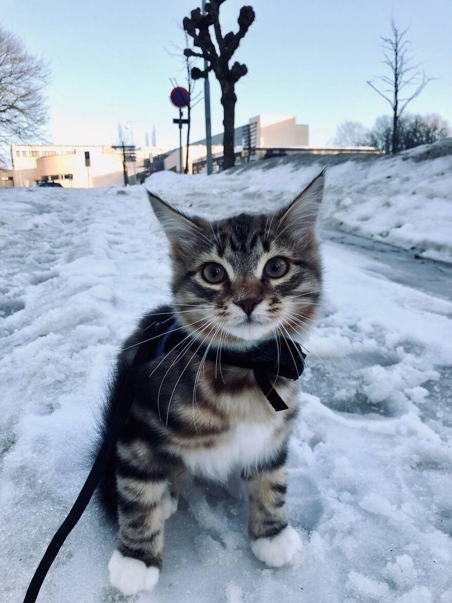 Cat posing like a super model on a snowy street, looking intently at the camera.