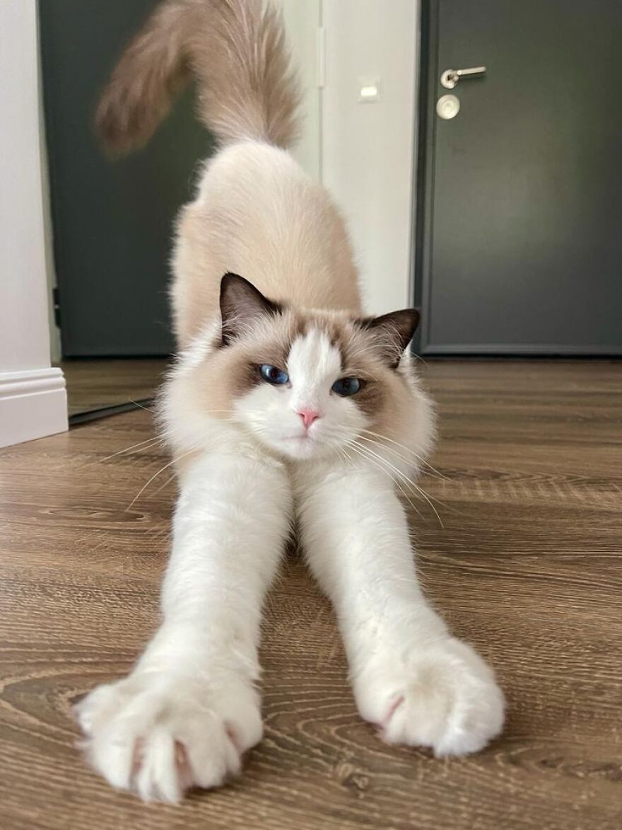 Fluffy cat stretching on wooden floor, embodying super model elegance.