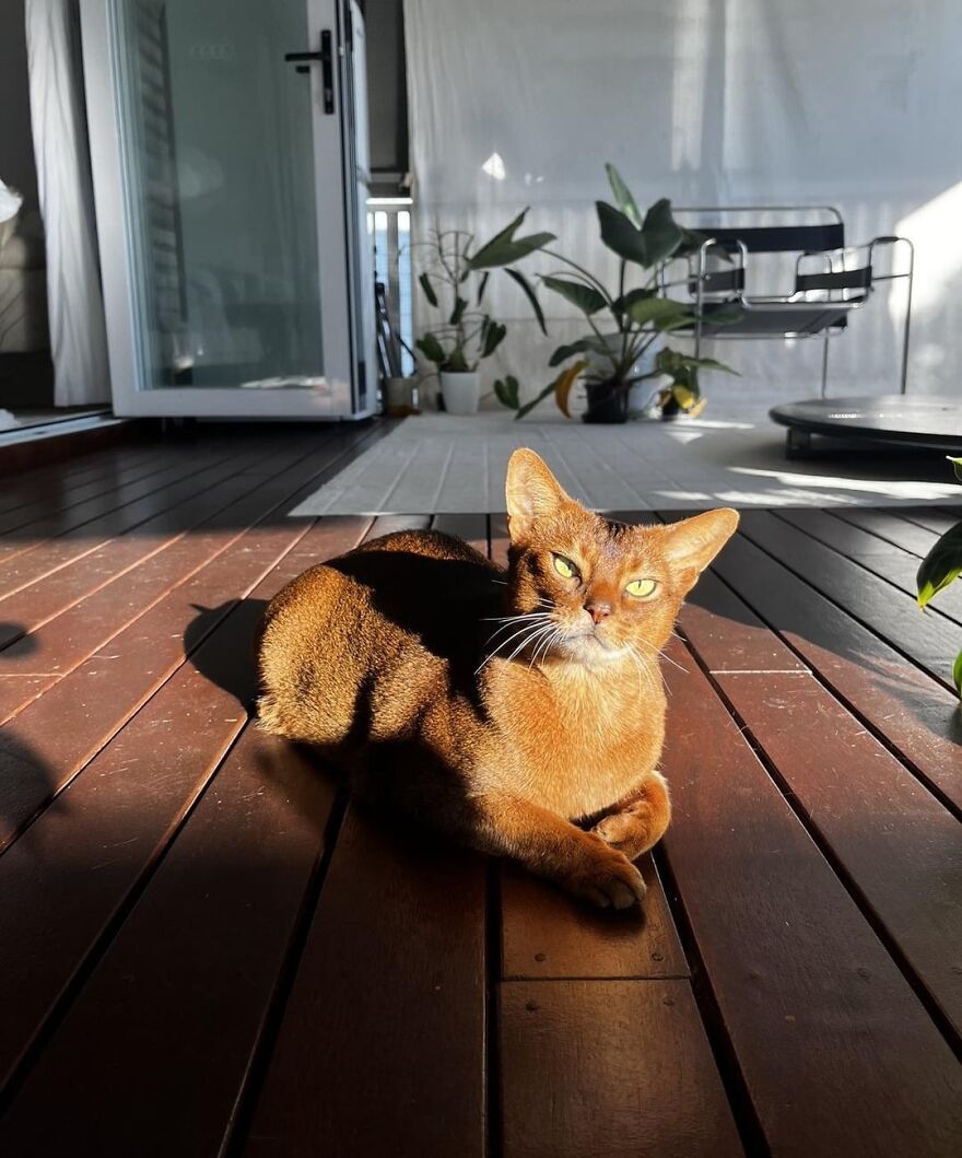 A sleek cat lounging on a wooden deck, surrounded by modern decor and plants, showcasing its super model charm.