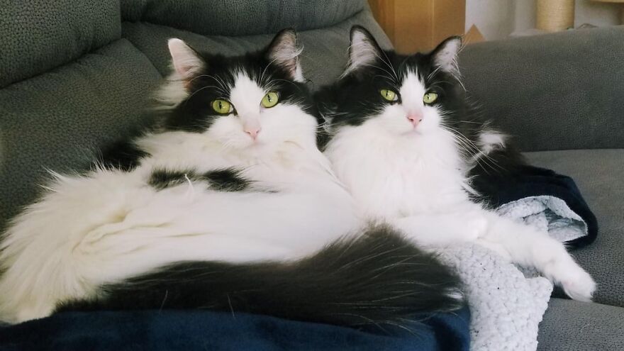 Two fluffy black and white cats lounging on a grey couch, showcasing elegant poses like super models.