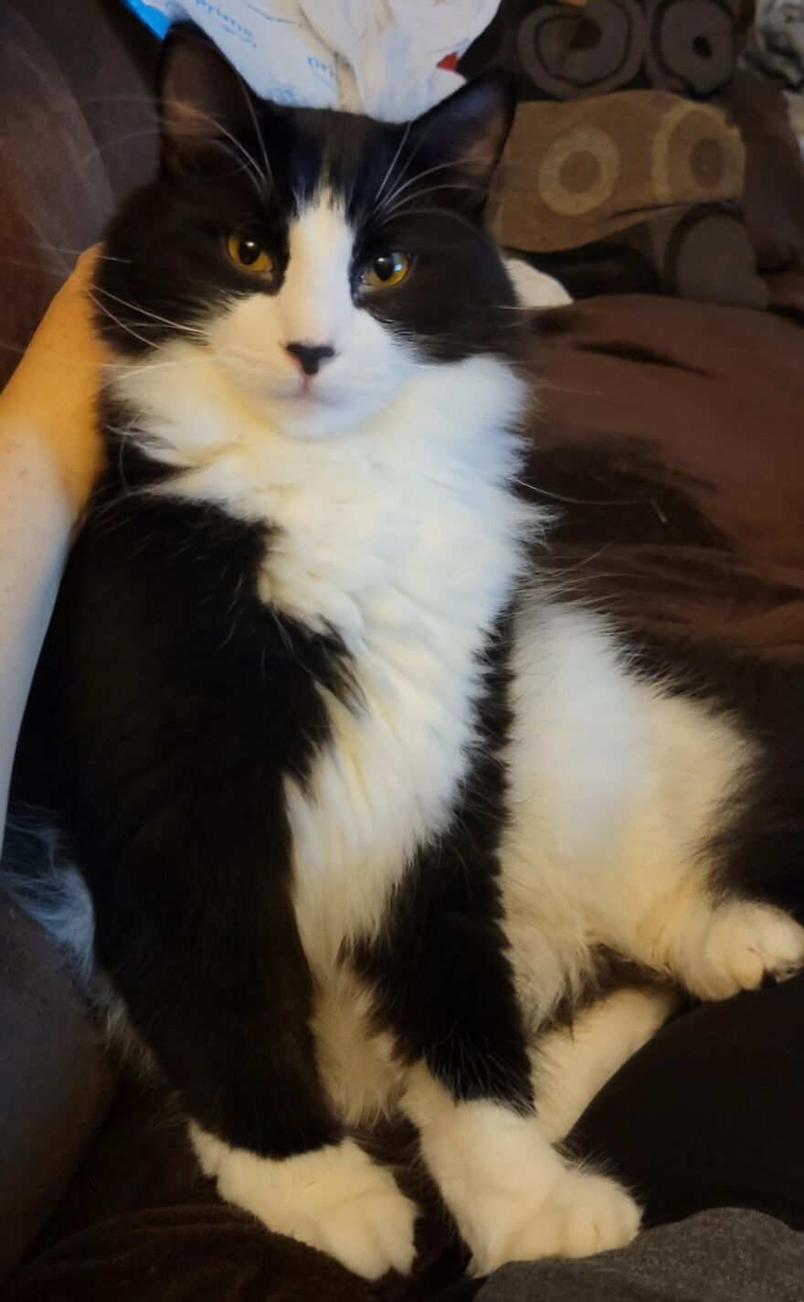 Fluffy black and white cat lounging like a supermodel on a couch.