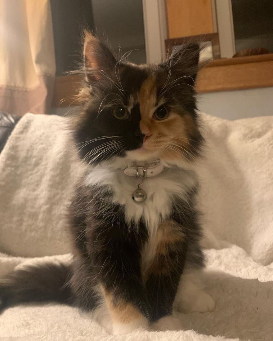 Fluffy calico cat posing like a super model on a cozy white blanket.