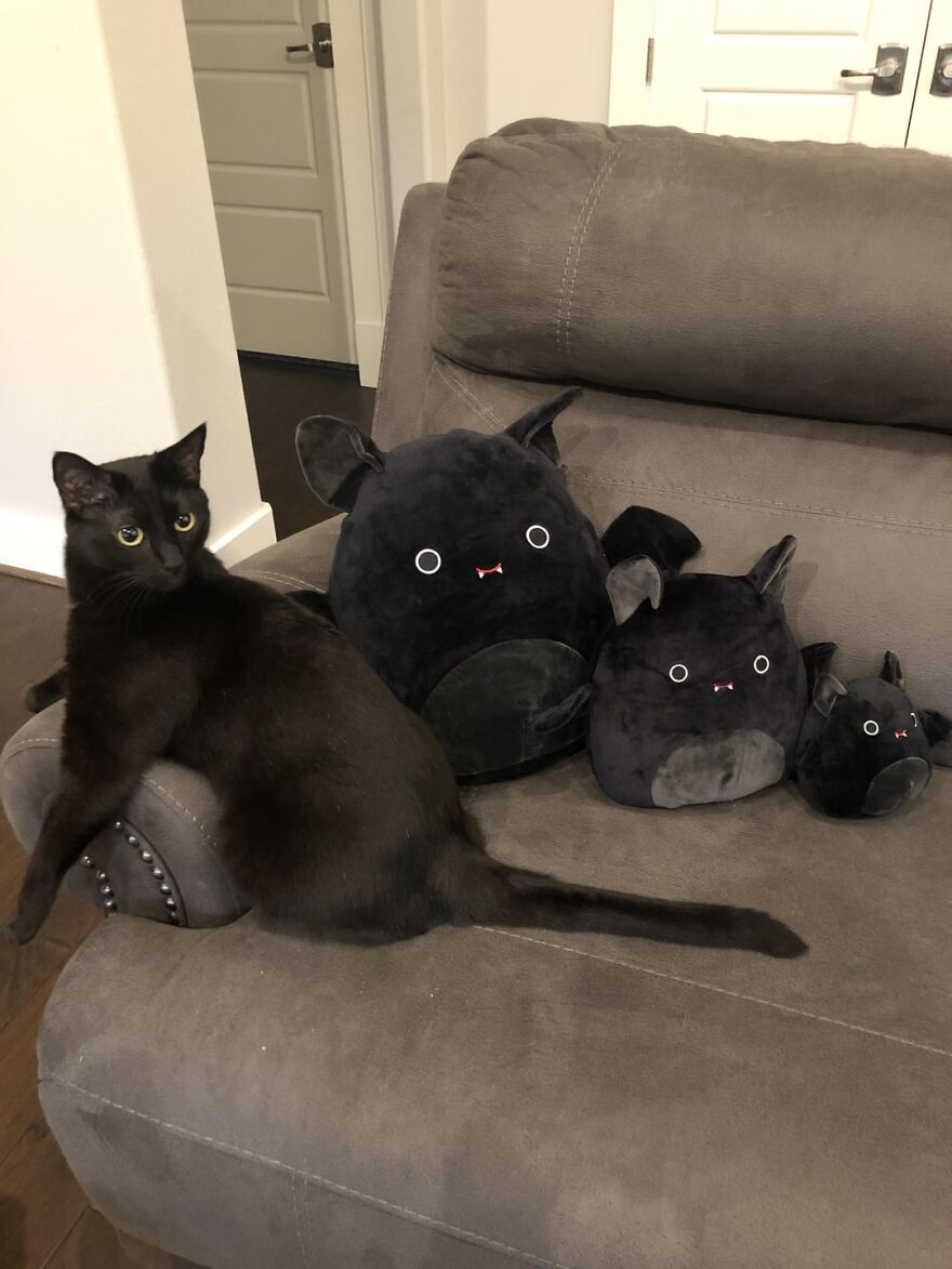 A black cat lounging on a couch beside three cat plushies, showcasing feline elegance.