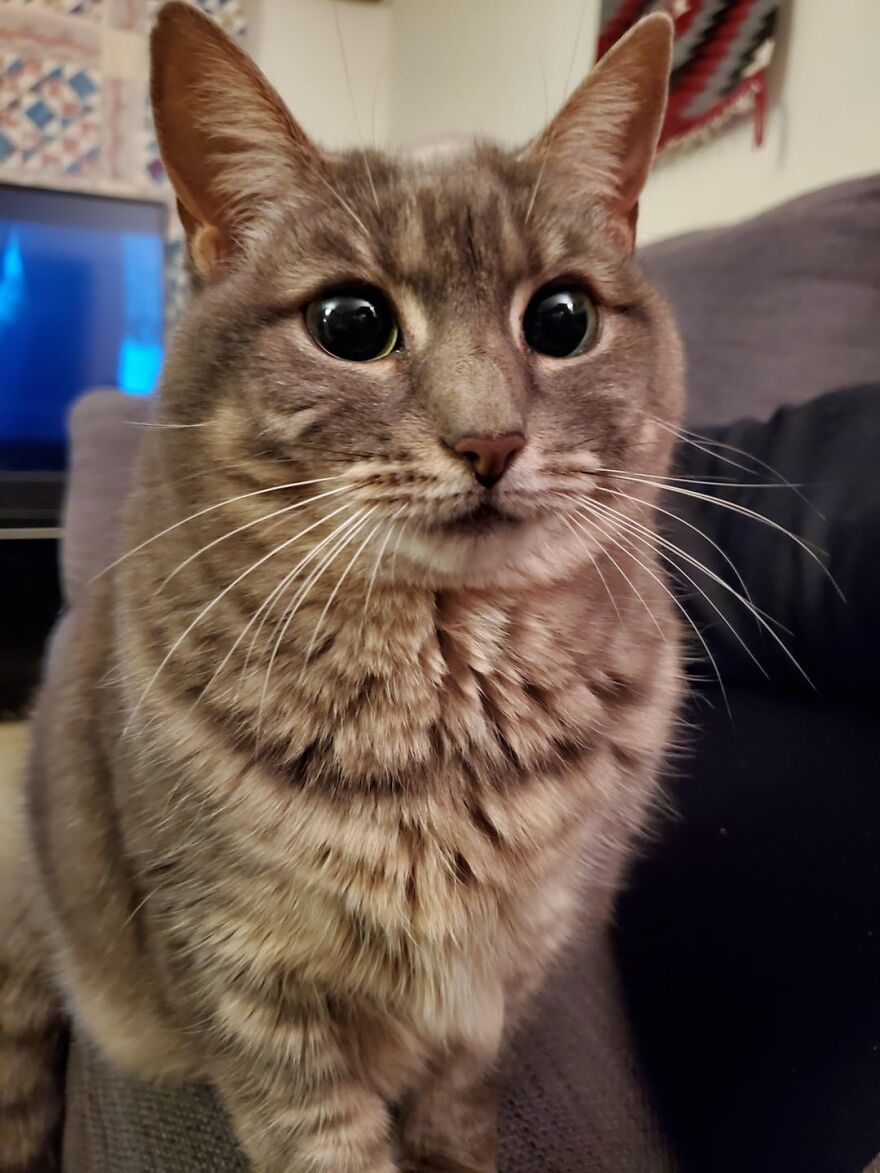 A brown tabby cat with wide eyes, embodying supermodel poise on a couch.