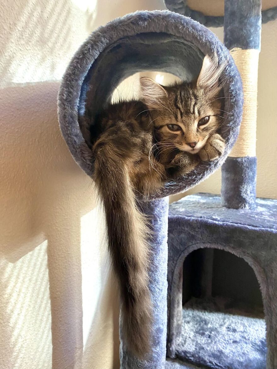 A fluffy tabby cat lounging in a cozy cat tree, embodying the elegance of feline super models.