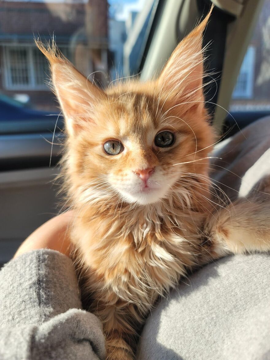 Fluffy ginger kitten with big ears posing like a super model in a sunlit car seat.