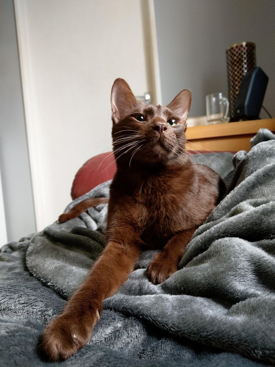 Brown cat lounging on a plush blanket, striking a pose like a super model.