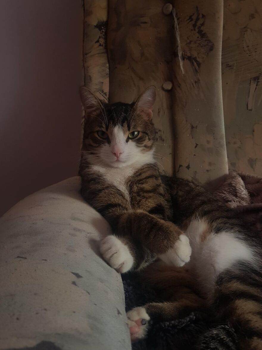 Tabby cat posing elegantly on a patterned chair, showcasing its model-like demeanor.