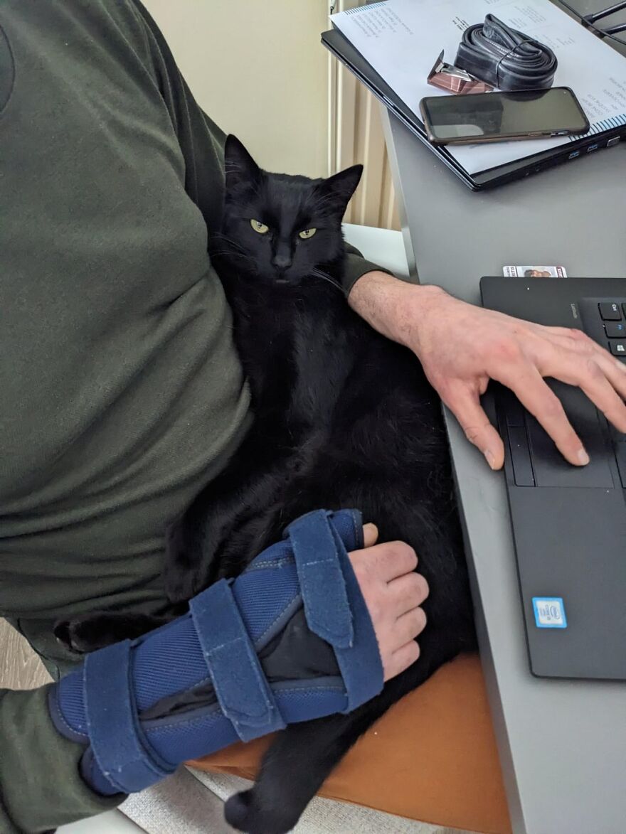 Black cat sitting on someone's lap while they work on a laptop, embodying a calm, super-model pose.