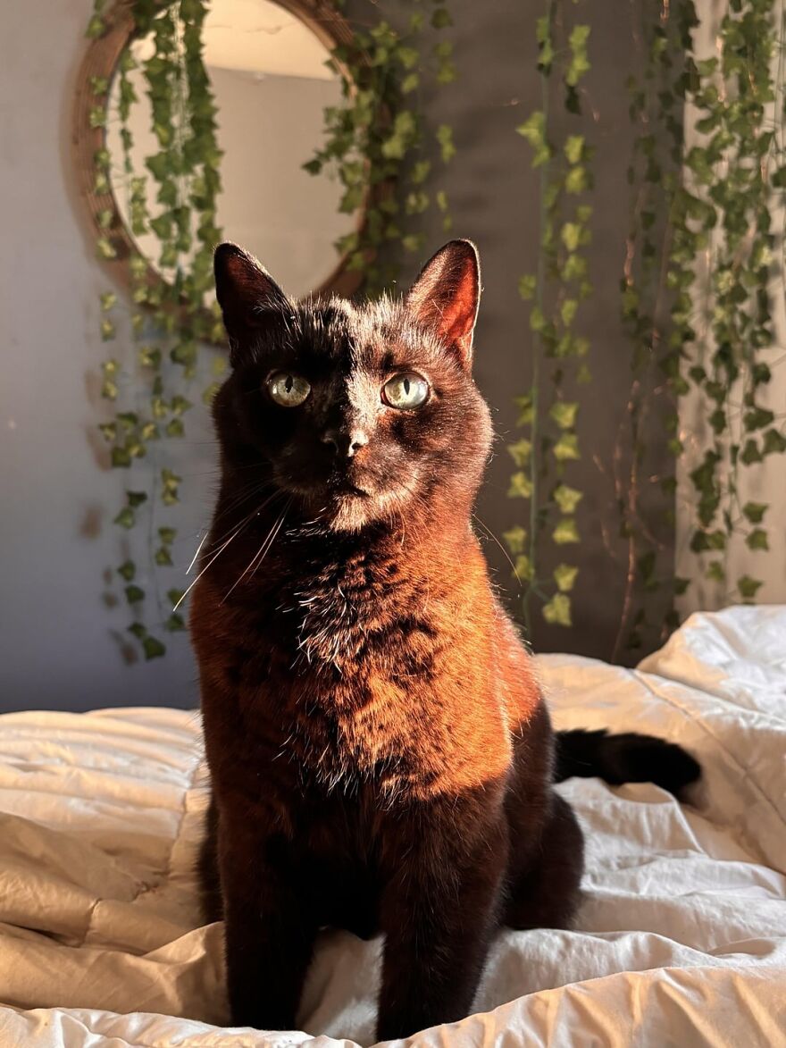 Black cat posing on a bed with ivy decor in the background, embodying feline elegance.