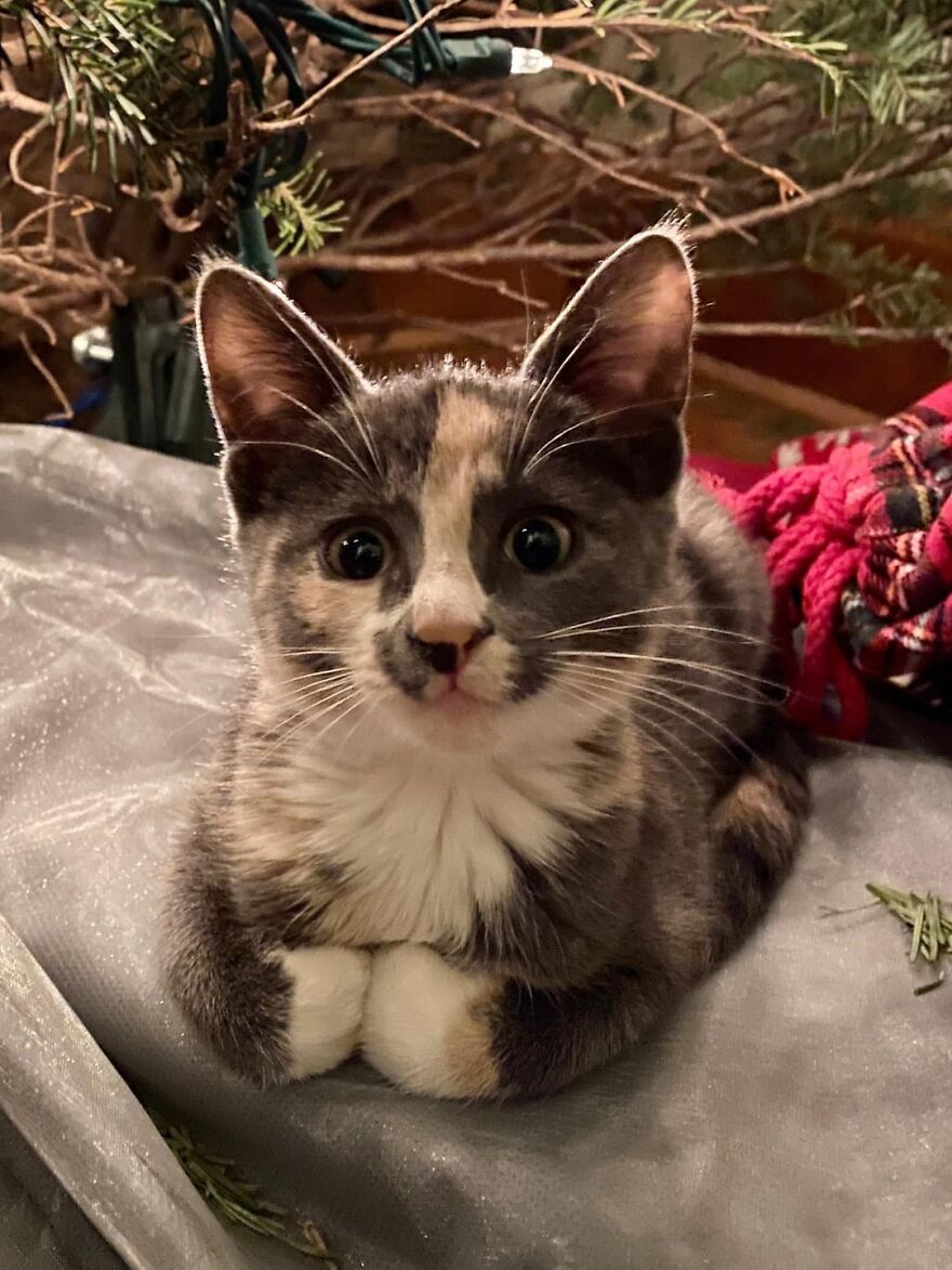 Adorable kitten posing elegantly on a fabric surface, embodying a supermodel cat vibe.