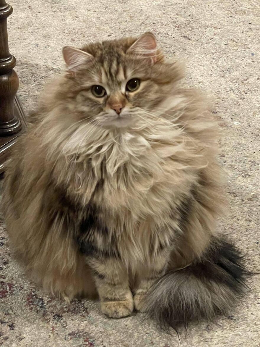 Fluffy cat posing elegantly, resembling a super model cat on a textured floor.