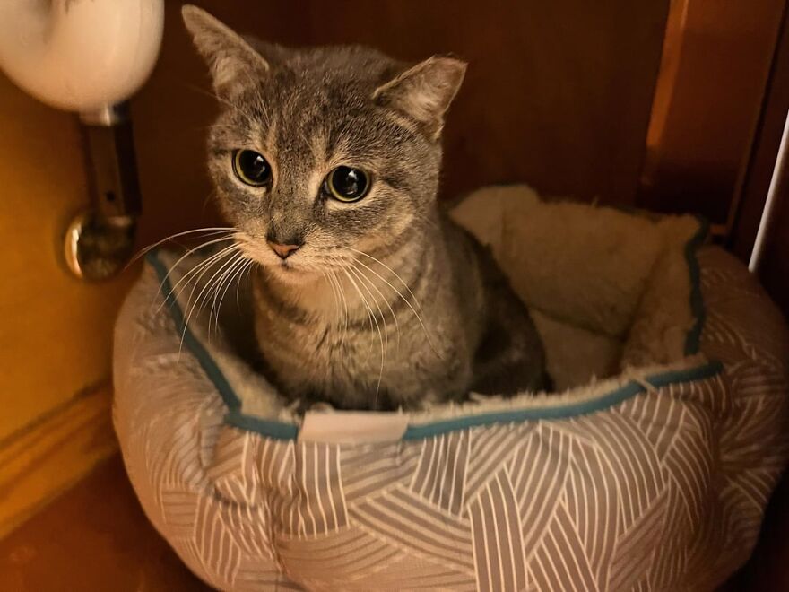 A gray cat sitting elegantly in a cozy bed, embodying feline super model charm.