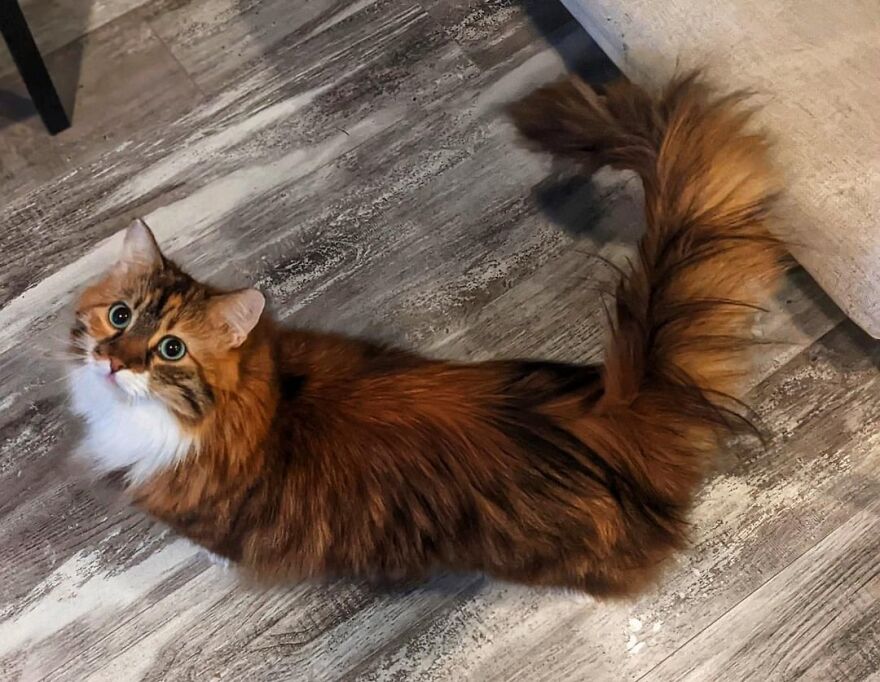 Fluffy cat posing elegantly on wooden floor, showcasing model-like fur and stunning eyes.