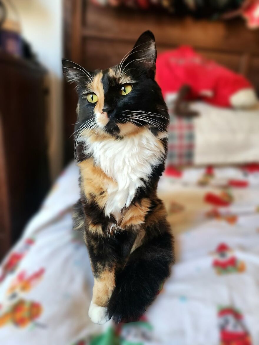 A cat with striking markings poses elegantly on a colorful bed, exemplifying its super model charm.