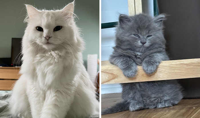 45 Adorable Cats Looking Like True Supermodels Without Any Effort