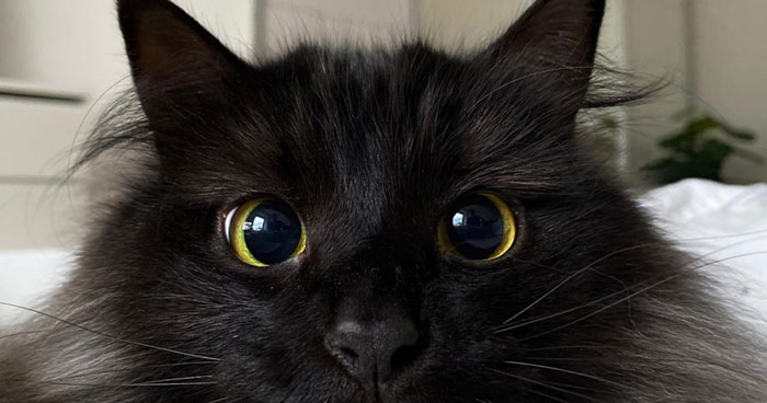 45 Adorable Cats Looking Like True Supermodels Without Any Effort