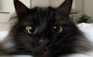 45 Adorable Cats Looking Like True Supermodels Without Any Effort