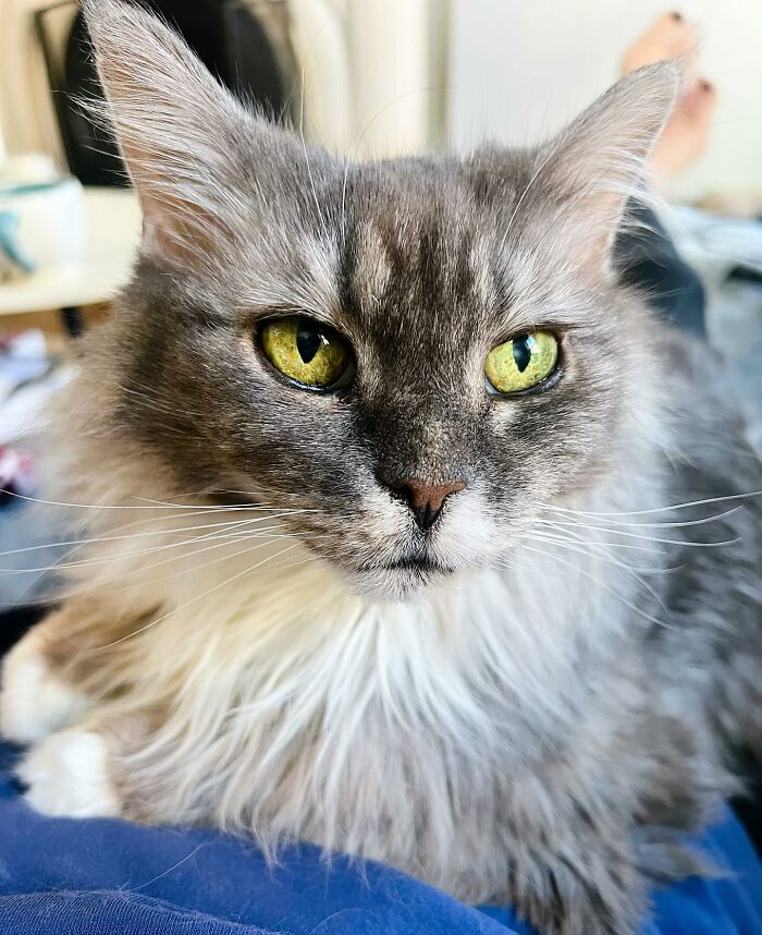 Elderly Maine Coon cat with green eyes gazing intently.