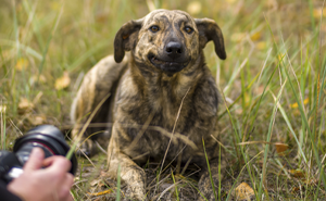 A New Study Shows That Dogs Living Near Chornobyl Are Genetically Different To Others In The World