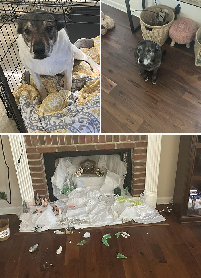 Two Guilty Dogs And A Destroyed Nativity Scene