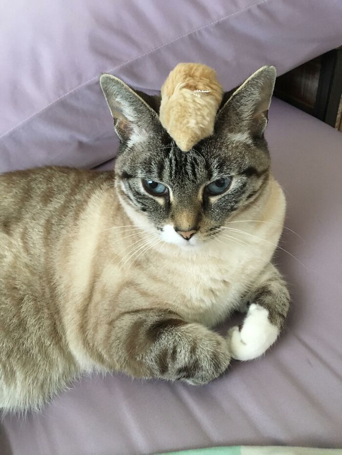 Cat lounging with a small toy on its head, showcasing funny cat antics.