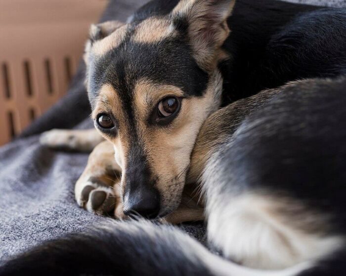 Dog nestled on a blanket, displaying an expression of curiosity, which might surprise new partners moving in together.