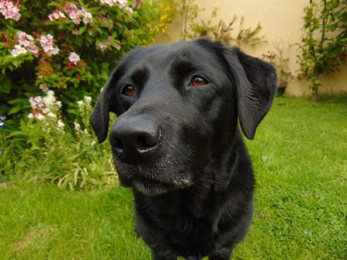 A black dog in a garden, causing unexpected fun at a wedding.