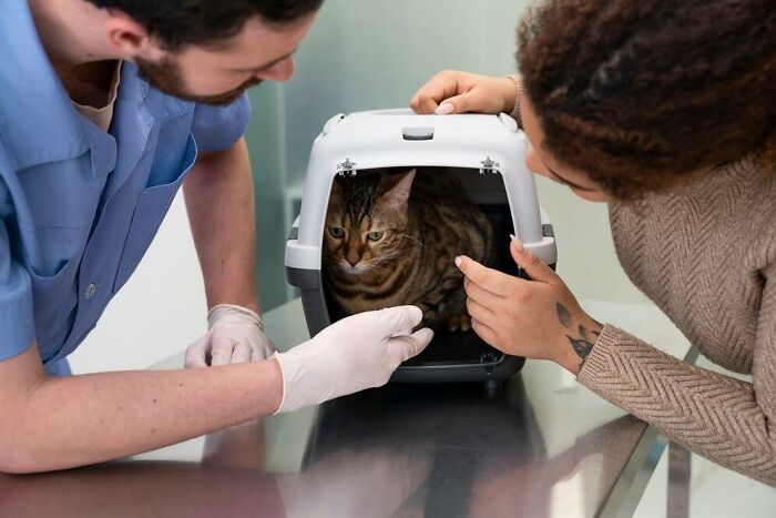 Two people comforting a cat in a carrier at the vet, highlighting a challenging Christmas experience.