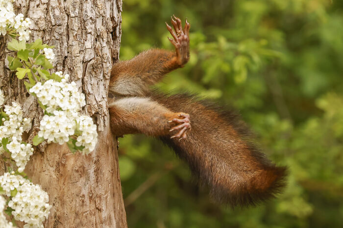 Squirrel comically stuck in tree, winning entry in Nikon’s Comedy Wildlife Awards 2024.