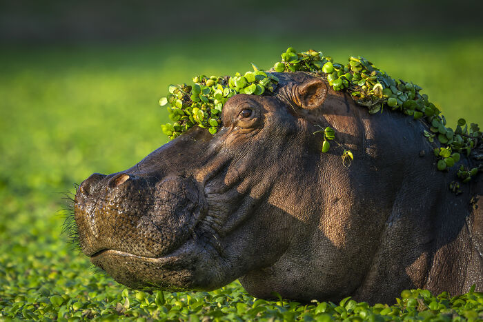 Hippo in water with plants on head, featured in Nikon’s Comedy Wildlife Awards 2024.