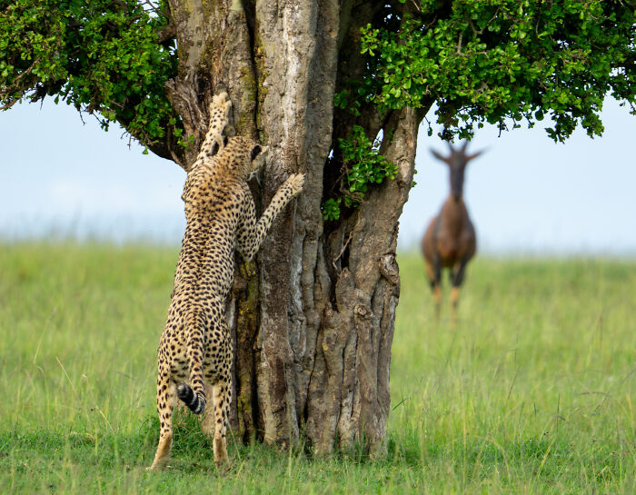 Cheetah climbing a tree with an antelope in the background, captured at the Comedy Wildlife Awards 2024.