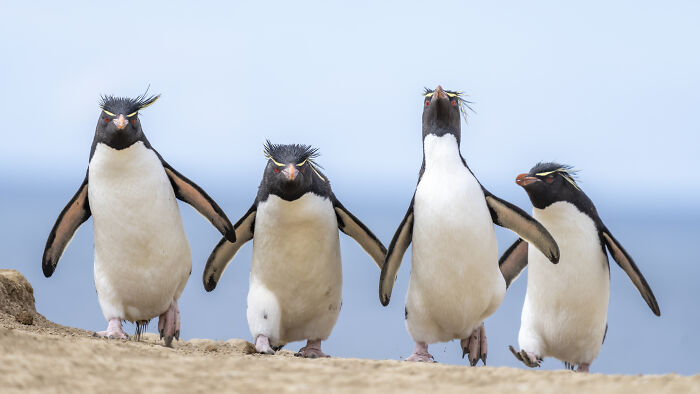 Four penguins strutting together on a sandy path, capturing a comedic wildlife moment for Nikon's Comedy Wildlife Awards.