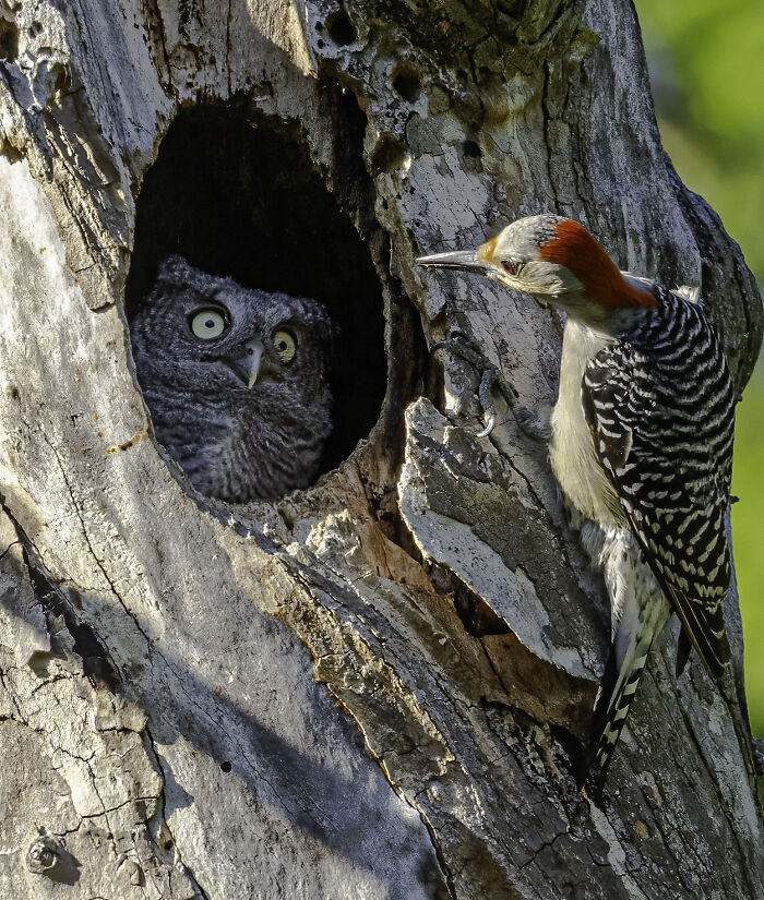 Owl in tree hole and woodpecker on bark captured in a humorous wildlife photo, part of Nikon's Comedy Wildlife Awards 2024.