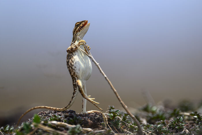 Lizard standing with an upright pose, appearing comical, in an award-winning wildlife photography shot.