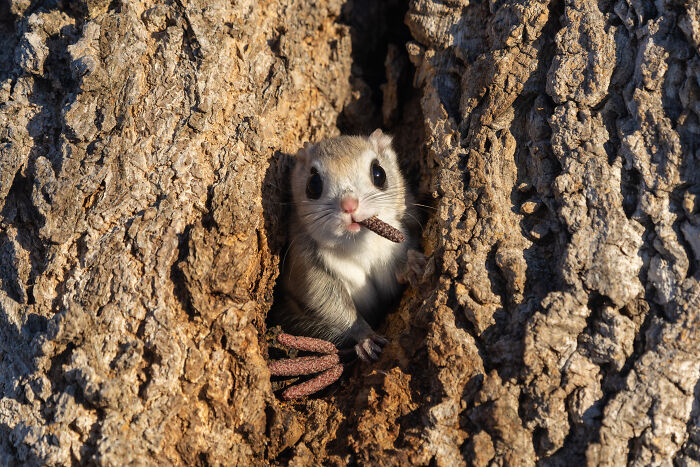 Cute squirrel peeking out from tree bark, a winner from Nikon's Comedy Wildlife Awards 2024.